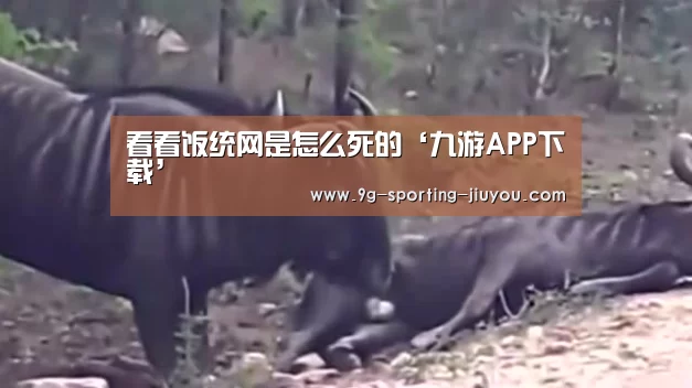 看看饭统网是怎么死的‘九游APP下载’(图2) 九游游戏